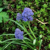 Мускари армянский :: Рита Симонова Мускари армянский :: Рита Симонова