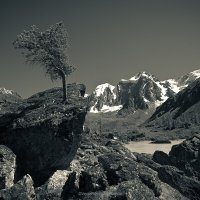 Одинокий кедр :: Вениамин Скородумов