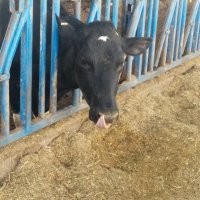 На ферме :: Светлана Хращевская