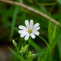 Звездчатка... :: Николай Гирш Звездчатка... :: Николай Гирш
