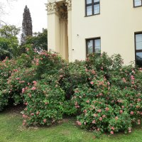 Rosa &#39;Morden Centennial&#39; :: Tata Wolf