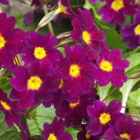 Примула :: Freddy 97