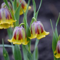 Рябчик Михайловского :: Татьяна Лютаева