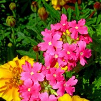 Вербена :: Сергей Карачин