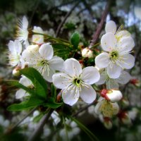 Вишня :: Сергей Карачин