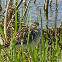 фифи :: gawrilа - dan фифи :: gawrilа - dan