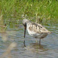 большой улит :: gawrilа - dan большой улит :: gawrilа - dan