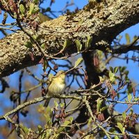 птаха :: ИННА ПОРОХОВА