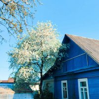 Синий дом. Почти, как на картинах Марка Шагала. :: Галина Бобкина