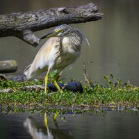 Жёлтая цапля :: Осень 