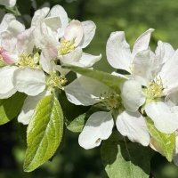 Яблоня :: <<< Наташа >>>