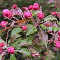 Цветение :: <<< Наташа >>>