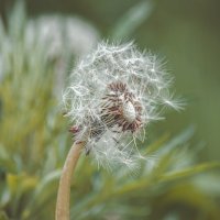 *** :: Виктор Иванович Чернюк *** :: Виктор Иванович Чернюк