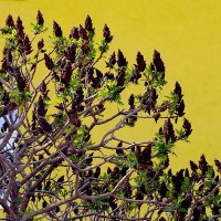 Уксусной дерево :: Фёдор Меркурьев Уксусной дерево :: Фёдор Меркурьев