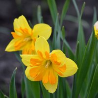 Мои новенькие нарциссы :: Татьяна Лютаева