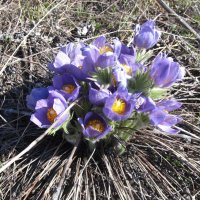 прекрасная сон-трава :: Елена Шаламова