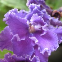 Фиалка :: Елена Семигина Фиалка :: Елена Семигина