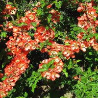 Японская айва :: Ольга Довженко