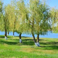 Донские виды. :: Виктор 