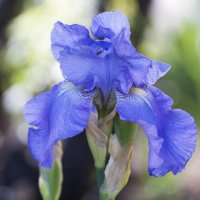 Первые ирисы :: Светлана Тихонина