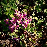 Весенние зарисовки 117 :: Алексей Кузнецов