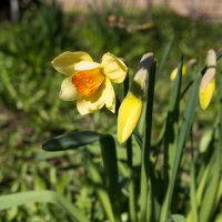 Нарциссы :: Светлана Мишенёва