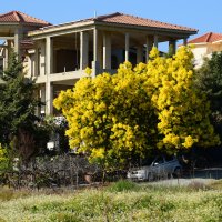 Цветёт мимоза :: Oleg4618 Шутченко