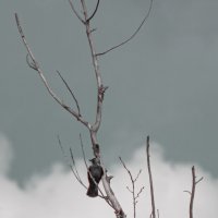 Ворона :: Яна Горбунова