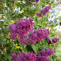 Сирень цветет :: Татьяна Пальчикова