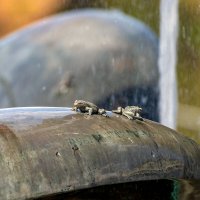 Лягушата. :: Анатолий. Chesnavik. Лягушата. :: Анатолий. Chesnavik.