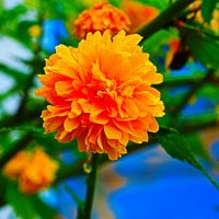 керия :: Игорь Kуленко