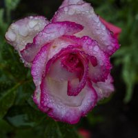 грузинская... :: Осень грузинская... :: Осень