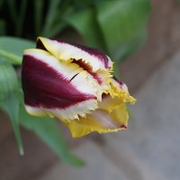 Тюльпан бахромчатый :: Ольга 