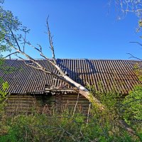 Деревья - они тоже не вечны....как и люди. :: Vladimir Semenchukov