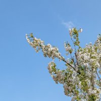 Цветущий май :: Валерий Иванович