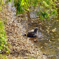 Жараа... :: Фёдор Меркурьев Жараа... :: Фёдор Меркурьев