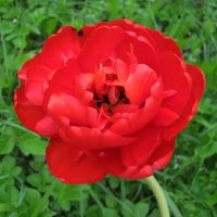 Махровый красавчик :: Людмила Смородинская