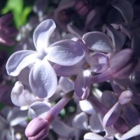 Мелодия весны :: Елена Семигина