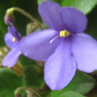 Фиалка :: Елена Семигина Фиалка :: Елена Семигина