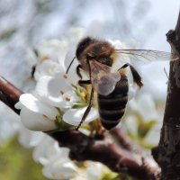 Цветочки распустились  и труженицы - пчёлки вовсю засуетились :: Валентина Богатко 