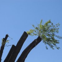 букет :: Елена Шаламова