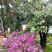 АЗАЛИЯ :: Tata Wolf