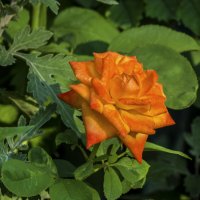 Оранжевая  роза :: Валентин Семчишин