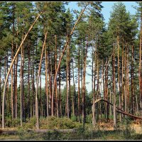 *** :: Aleksandr Gal