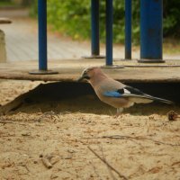 сойка :: Лера сойка :: Лера