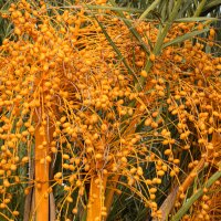 Финики :: Oleg4618 Шутченко