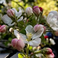 Яблони цвет. :: Ирина 