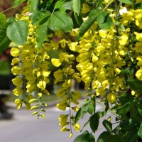 Карагана цветёт :: Татьяна Смоляниченко