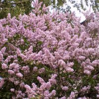 Май. :: Венера Чуйкова