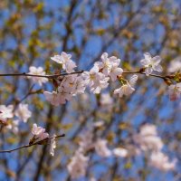 Цветущий апрель... :: Владимир Жданов Цветущий апрель... :: Владимир Жданов